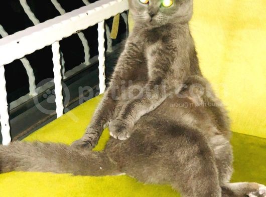 Kızgınlıkta Dişimize Yeni Yuva Arıyoruz görsel