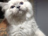 Silver Blue Point Aşıları Var