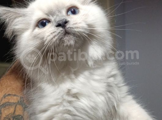 Silver Blue Point Aşıları Var