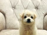 Sevimli Pamuk Maltipoo