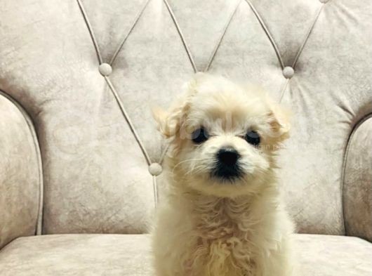 Sevimli Pamuk Maltipoo görsel