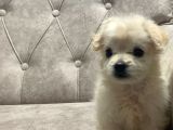 Sevimli Pamuk Maltipoo