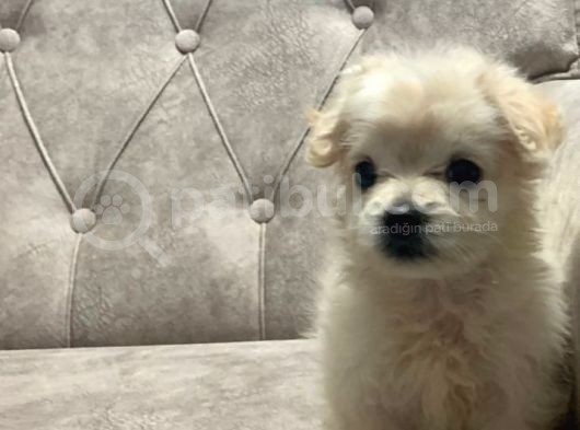 Sevimli Pamuk Maltipoo görsel