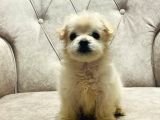 Sevimli Pamuk Maltipoo