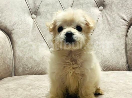 Sevimli Pamuk Maltipoo görsel