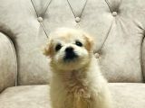 Sevimli Pamuk Maltipoo