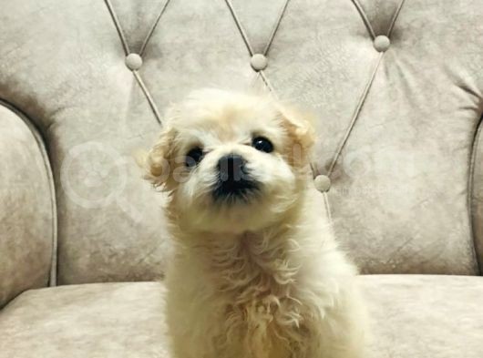Sevimli Pamuk Maltipoo görsel
