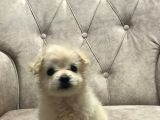 Sevimli Pamuk Maltipoo