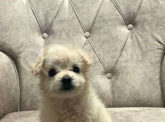 Sevimli Pamuk Maltipoo