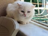 Ev Üreti̇mi̇ Safkan Bri̇ti̇sh Shorthai̇r Scoti̇sh Fold