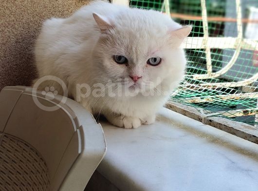 Ev Üreti̇mi̇ Safkan Bri̇ti̇sh Shorthai̇r Scoti̇sh Fold görsel