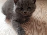 Minnak Kedim
