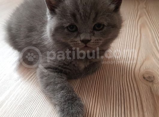 Minnak Kedim