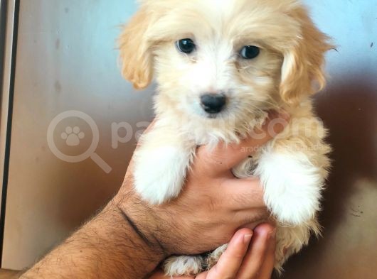 Ev Üreti̇mi̇ Safkan Malti̇poo Yavrular Ai̇lesi̇ni̇ Bekli̇yor görsel