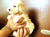 Ev Üreti̇mi̇ Safkan Malti̇poo Yavrular Ai̇lesi̇ni̇ Bekli̇yor