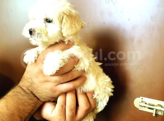 Ev Üreti̇mi̇ Safkan Malti̇poo Yavrular Ai̇lesi̇ni̇ Bekli̇yor görsel