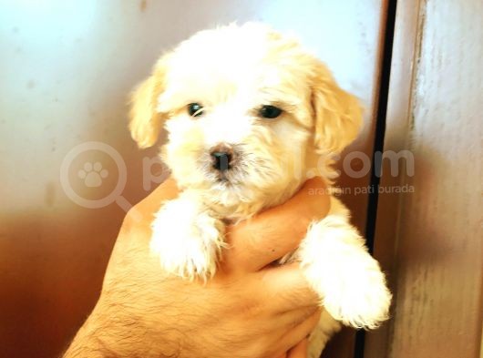 Ev Üreti̇mi̇ Safkan Malti̇poo Yavrular Ai̇lesi̇ni̇ Bekli̇yor