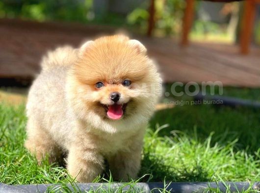 Irkınınen İyi Teddyface Boo Yavrularından görsel