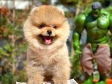 Irkınınen İyi Teddyface Boo Yavrularından