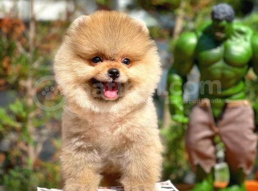Irkınınen İyi Teddyface Boo Yavrularından görsel