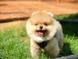IrkınınEn İyi TeddyFace Boo Yavrularından