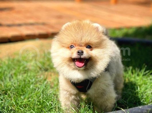 Irkınınen İyi Teddyface Boo Yavrularından