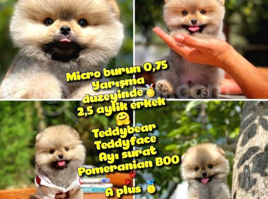 0,75 Mikro Burun Ödül Adayı Safkan Boo Pomeranian