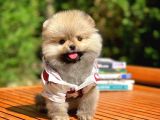 0,75 Mikro Burun Ödül Adayı Safkan Boo Pomeranian