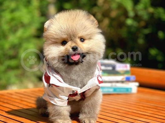 0,75 Mikro Burun Ödül Adayı Safkan Boo Pomeranian görsel
