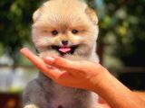 0,75 Mikro Burun Ödül Adayı Safkan Boo Pomeranian