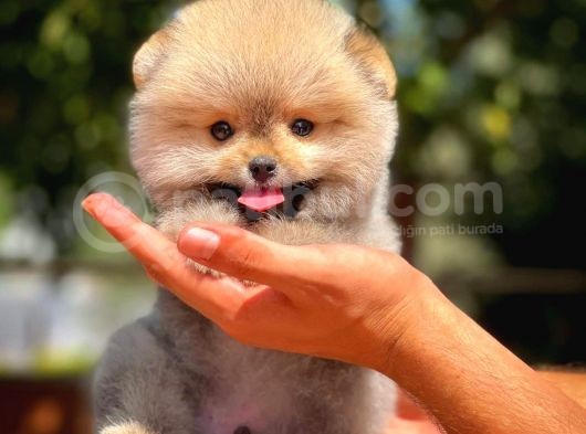 0,75 Mikro Burun Ödül Adayı Safkan Boo Pomeranian görsel