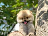 0,75 Mikro Burun Ödül Adayı Safkan Boo Pomeranian