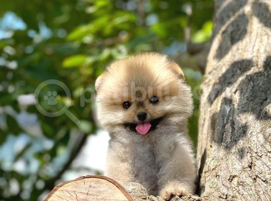 0,75 Mikro Burun Ödül Adayı Safkan Boo Pomeranian görsel