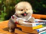 0,75 Mikro Burun Ödül Adayı Safkan Boo Pomeranian