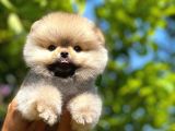 0,75 Mikro Burun Ödül Adayı Safkan Boo Pomeranian