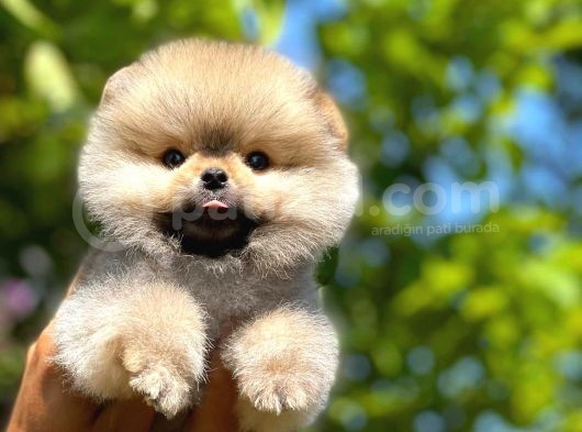 0,75 Mikro Burun Ödül Adayı Safkan Boo Pomeranian görsel