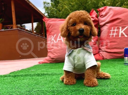 Irk Ve Sağlık Garantili Safkan Toy Poodle Yavrularımızdan görsel
