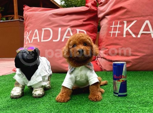 Irk Ve Sağlık Garantili Safkan Toy Poodle Yavrularımızdan görsel