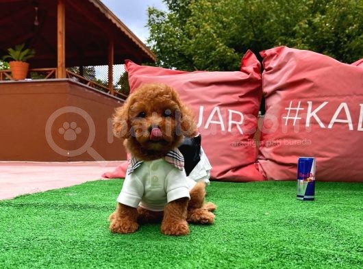 Irk Ve Sağlık Garantili Safkan Toy Poodle Yavrularımızdan görsel