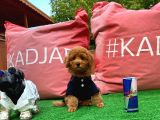 Secere Sertifikalı ToyPoodle Oğlumuz