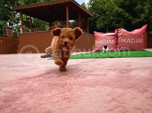 Secere Sertifikalı Toypoodle Oğlumuz görsel