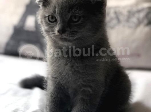 2 Aylik Yakişikli :)