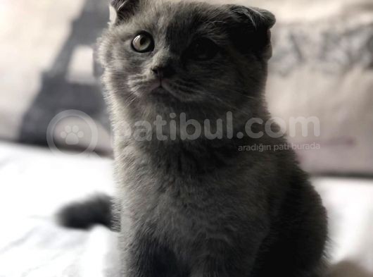 2 Aylik Yakişikli :) görsel