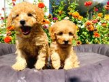 Mükemmel Güzelli̇kte Toy Poodle Yavrularimiz