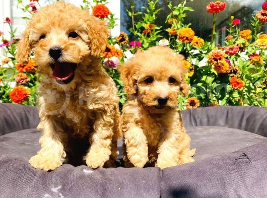Mükemmel Güzelli̇kte Toy Poodle Yavrularimiz görsel