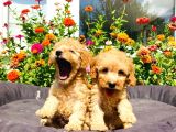 Mükemmel Güzelli̇kte Toy Poodle Yavrularimiz