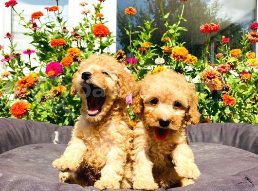 Mükemmel Güzelli̇kte Toy Poodle Yavrularimiz görsel
