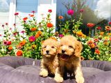 Mükemmel Güzelli̇kte Toy Poodle Yavrularimiz