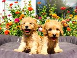 Mükemmel Güzelli̇kte Toy Poodle Yavrularimiz