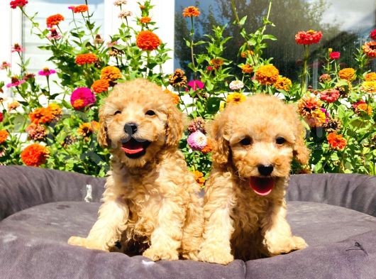 Mükemmel Güzelli̇kte Toy Poodle Yavrularimiz